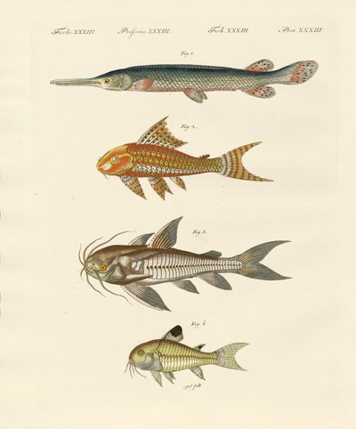 Armoured Fish by German School